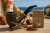 c6a26263ee527b049720a9c97cf77329.png