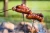 2cb200e7dbf77c558829e2e030bedcfe.webp